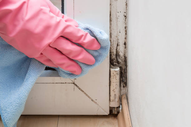 Best Black Mold Removal  in Arche, OK